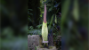 Corpse flower expected to bloom earlier than usual at Academy of Sciences