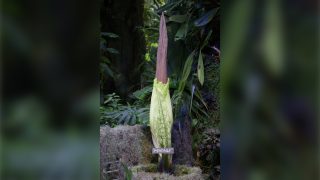 The blooming corpse flower, named Mirage.