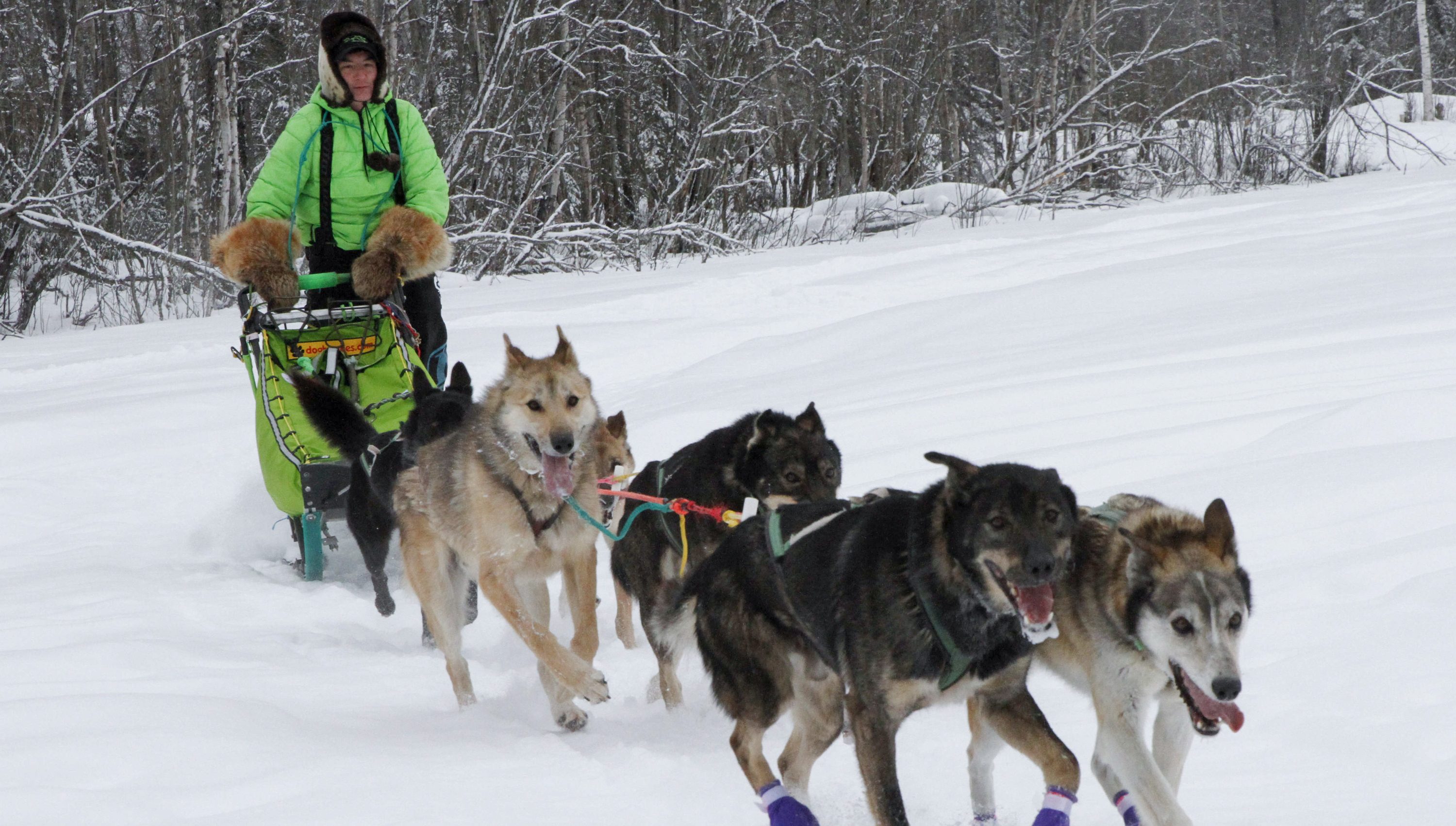 Alaska's Iditarod to offer visibility harnesses after 5 dogs die