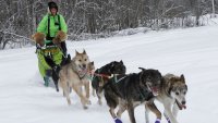 Alaska's Iditarod to offer neon visibility harnesses after 5 dogs fatally hit during training