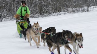 Ryan Redington, the defending Iditarod Trail Sled Dog champion