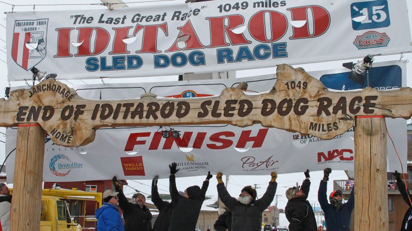 FILE – Volunteers help raise the Iditarod finishers banner at the burled arch finish line in Nome, Alaska, March 16, 2015. Two dogs from separate teams have died while competing in the 2024 Iditarod, and the first deaths during the race across Alaska since 2019 has prompted the call to end the race from an animal rights group.