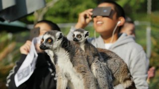 Ring-tailed lemurs look on as children view a solar eclipse at the Japan Monkey Center in Inuyama city in Aichi prefecture, central Japan on May 21, 2012. Millions turned their eyes to the sky on both sides of the Pacific to gaze excitedly as a solar eclipse created a “ring of fire” at dawn in Asia and crept towards a darkening western US. AFP PHOTO / JIJI PRESS JAPAN OUT (Photo by JIJI PRESS / JIJI PRESS / AFP) (Photo by JIJI PRESS/JIJI PRESS/AFP via Getty Images)