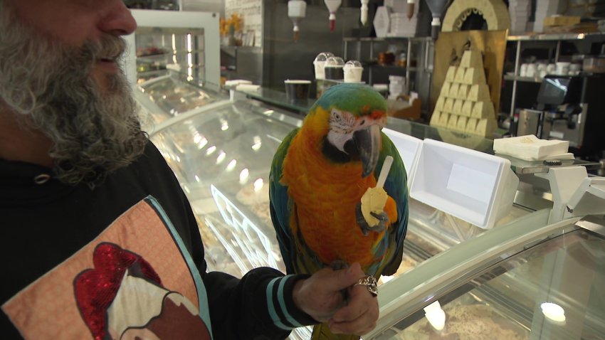 Samba the macaw, who was rescued after being stuck in a tree for two days, enjoys mango gelato with his  owner Giulio Ferrari, March 19, 2024.