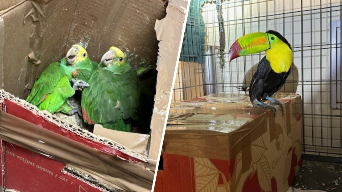 Border agents halt attempted exotic-bird smuggling in Tecate – NBC Bay Area - Vimarsana News