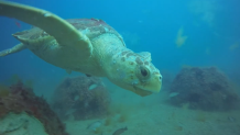 Turtle swims with reef balls