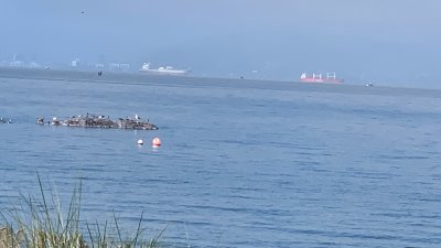 Officials work to remove dead whale found floating off of Alameda