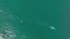 Team monitoring entangled whale off San Mateo County coast