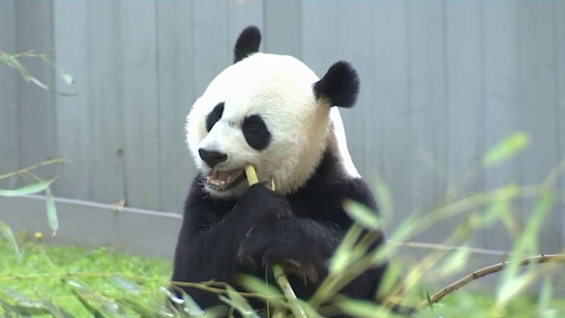 Mayor London Breed announces San Francisco Zoo to receive giant pandas –  NBC Bay Area