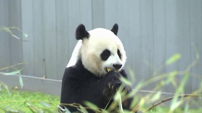 Mayor London Breed announces San Francisco Zoo to receive giant pandas