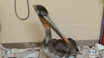 Emaciated pelicans found around Monterey County