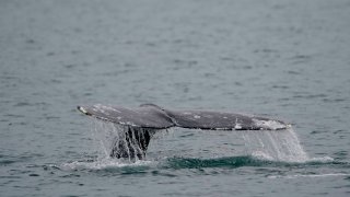 A gray whale dives near Whidbey Island as seen from a Pacific Whale Watch Association vessel, May 4, 2022, in Washington state. Federal researchers indicate the gray whale population along the West Coast is showing signs of recovery five years after hundreds washed up dead on West Coast beaches, from Alaska to Mexico.