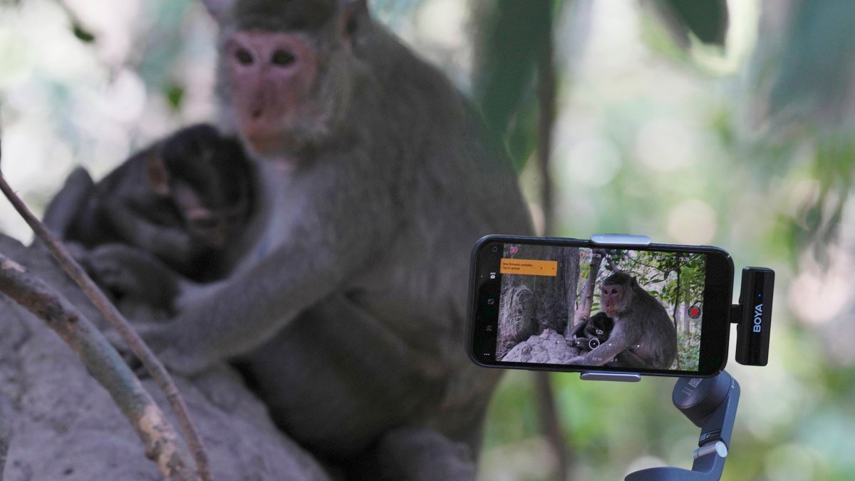 YouTubers increasingly abuse monkeys at the Angkor UNESCO site for clicks – NBC Bay Area - Vimarsana News