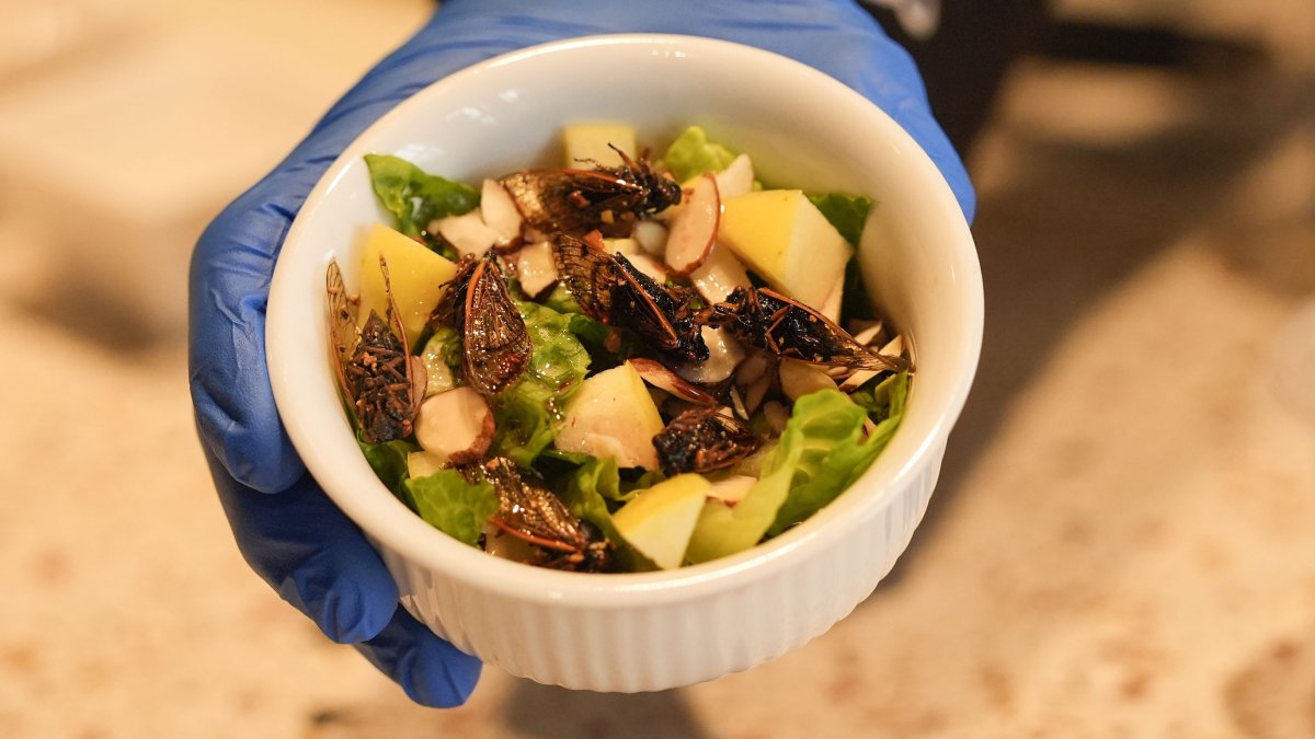 New Orleans cafe offers insect-based treats with cicadas, crickets, more – NBC Bay Area - Vimarsana News