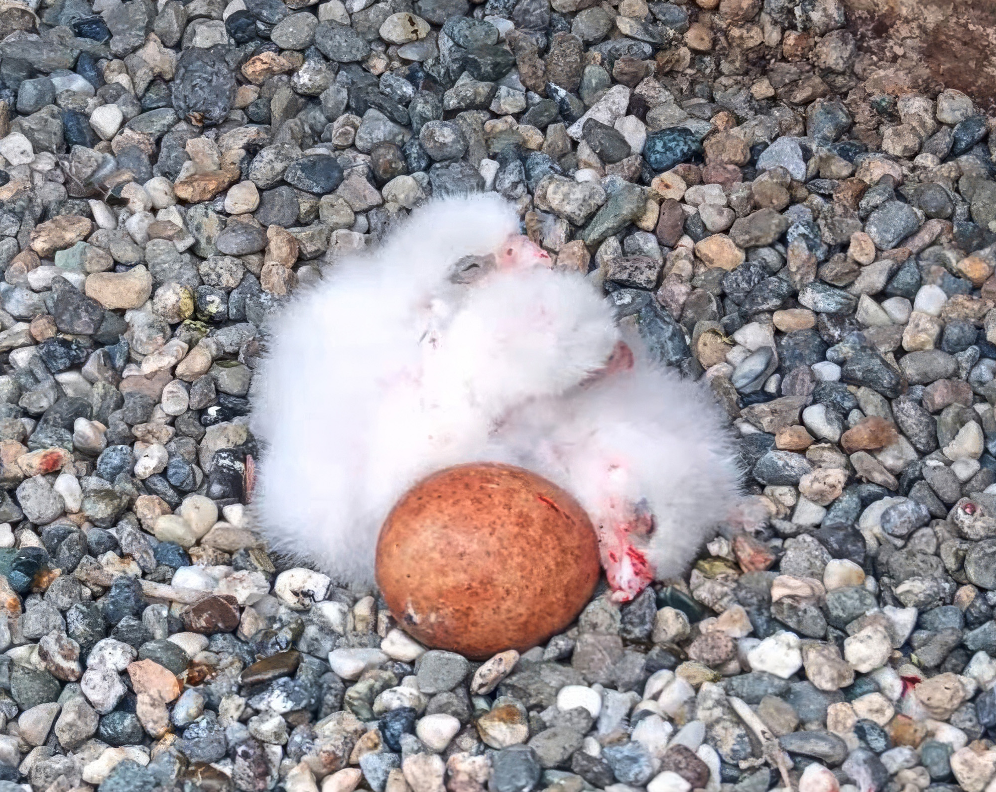 UC Berkeley celebrates latest peregrine falcon chick hatching atop Campanile tower - Vimarsana News