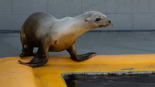 Thunder, a juvenile male California sea lion