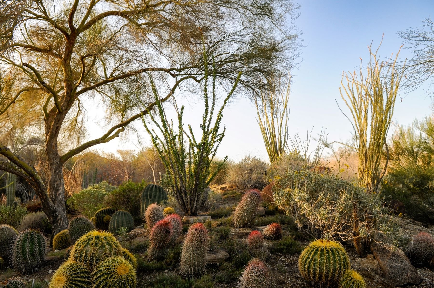 Celebrate the desert's dazzling plants at 'Xerophilous' – NBC Bay Area - Vimarsana News