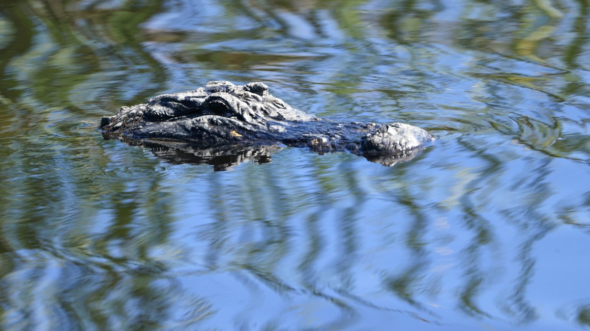 Diver faced life or death choice after being pinned underwater by alligator – NBC Bay Area - Vimarsana News