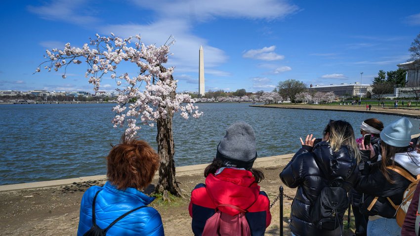 People take photos of “Stumpy” the cherry tree at the Tidal Basin in Washington, D.C., on March 19, 2024. Stumpy, along with some 140 cherry trees, will be removed as part of a seawall rehabilitation project.