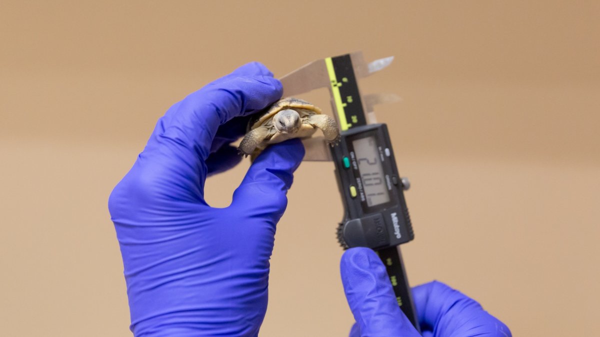 Happy Earth Day: Dozens of tiny endangered tortoises find fresh starts in the Mojave - Vimarsana News