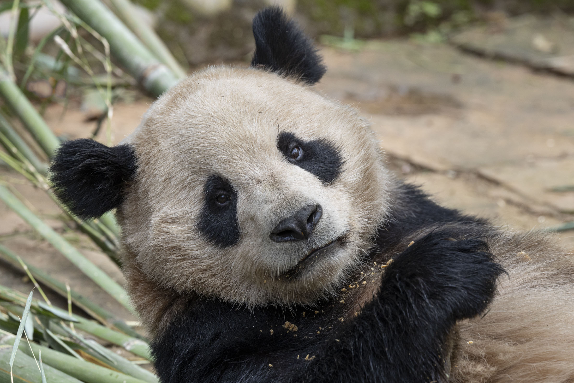Meet the pair of giant pandas the San Diego Zoo will care for under