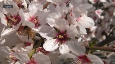 Spring planting can help bees and other pollinators