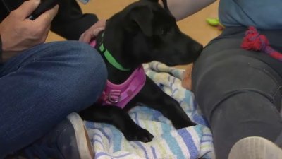 Watch: East Bay SPCA featured on National Adopt a Shelter Pet Day