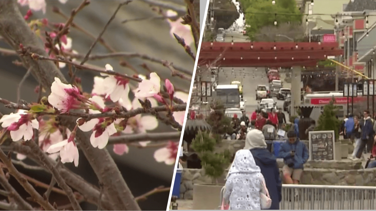 Northern California Cherry Blossom Festival returns in San Francisco
