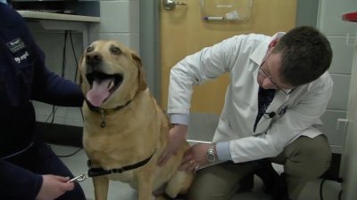 Watch: What spring allergy symptoms you may see in your pets
