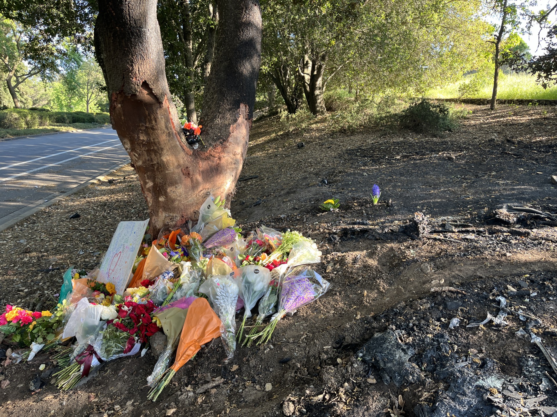 A large oak tree, scarred by burns and scratches, has many bouquets of flowers and signs resting at its base. The tree is on a dirt embankment on the side of a road.