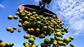 Oranges are collected in a trolley at an orchard in Arcadia, Florida, on March 14, 2023. In Florida, the world’s second largest producer of orange juice after Brazil, orchards have been suffering from a citrus tree disease, Huanglongbing (HLB), for the last 17 years.