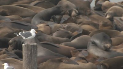 Sea lion population boom at San Francisco's Pier 39