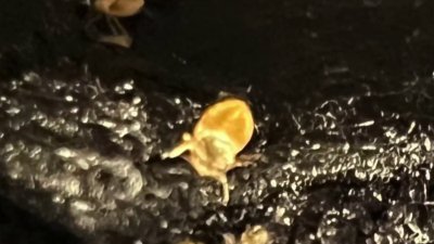 East Bay family's bedbug nightmare
