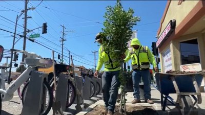 City plants dozens of trees to increase shade, beautify San Jose neighborhood