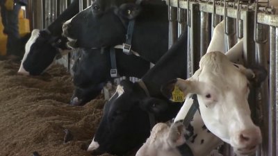 Raw milk warning: Bird flu outbreak in dairy cows
