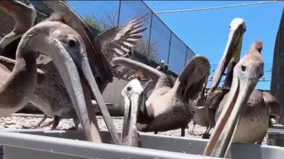 California's brown pelicans are in need of help