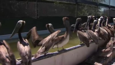 Wildlife experts highlight state's brown pelicans problem following viral appearances at Giants games