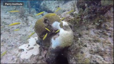 Warming temperatures stressing coral reefs