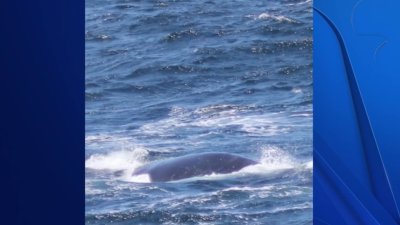 Rare whale spotted off North Bay coast
