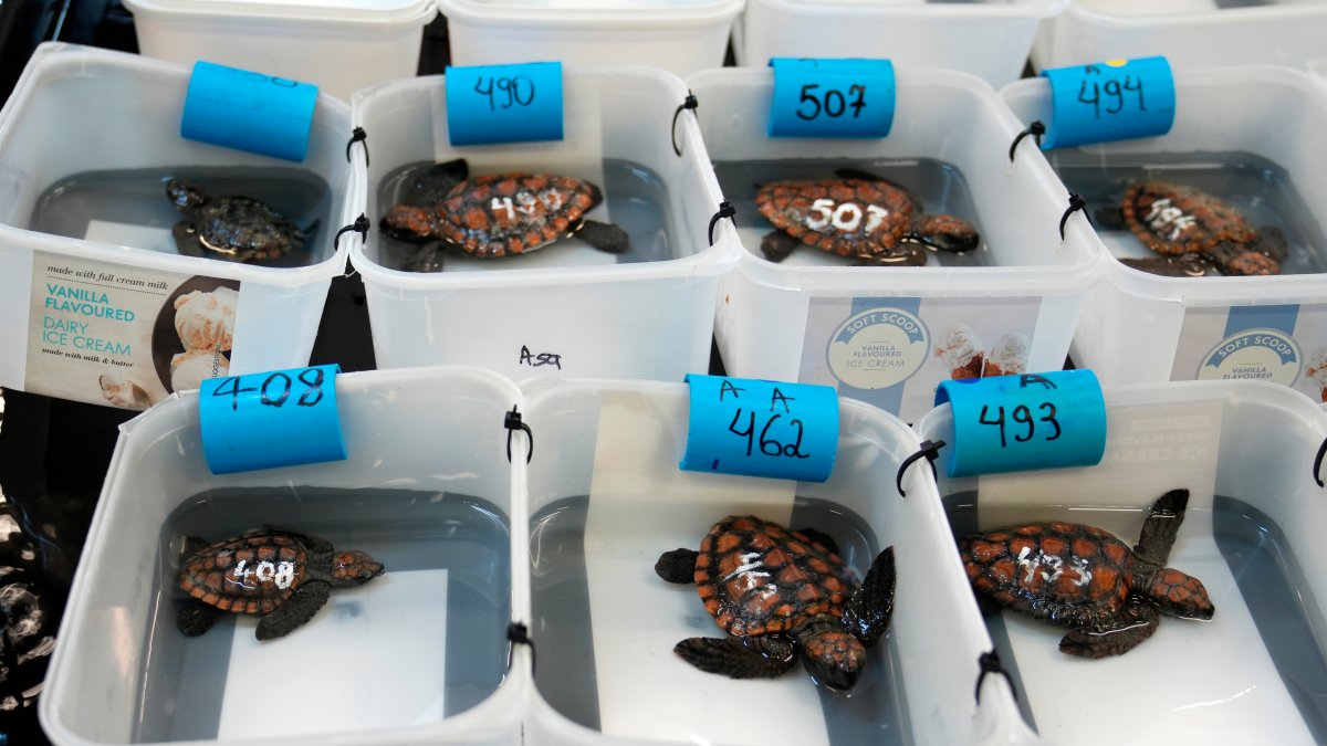 Over 500 baby sea turtles rescued after they washed ashore in big storm off South Africa – NBC Bay Area - Vimarsana News
