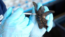 A turtle hatchling is attended to at the Turtle Conservation Centre at the Two Oceans Aquarium in Cape Town, South Africa, Tuesday, April 23, 2024.​ The aquarium is stretched beyond capacity after more than 500 baby sea turtles were washed onto beaches by a rare and powerful storm and rescued by members of the public. 