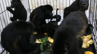 Howler monkeys sit in a cage.