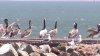 Brown pelicans released in Sausalito after being nursed back to health