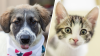 California's first Adopt-a-Pet Day kicks off Saturday