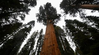 General Sherman