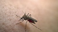 Dengue fever, once confined to the tropics, now threatens the US