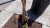 Newly planted trees damaged in San Jose
