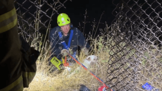 San Francisco firefighters rescue a dog.
