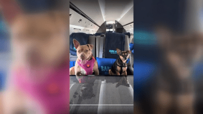 Aerolínea ofrece vuelo para perros y sus dueños