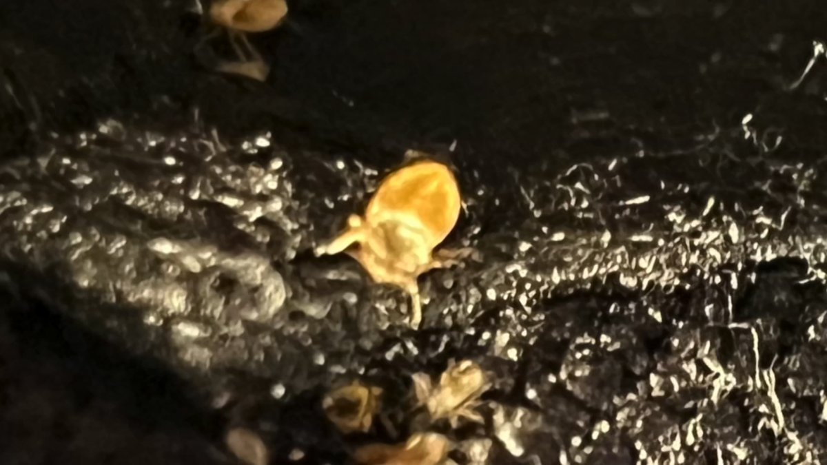 how to avoid bedbugs on your travels – NBC Bay Area